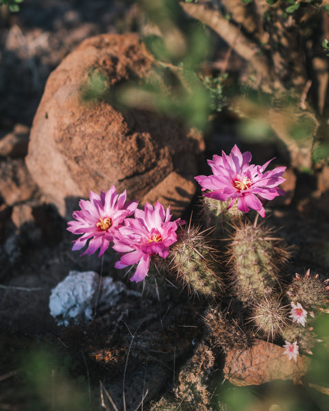 Baja Cactus Blossom